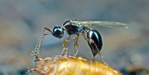 trichopria.jpg
