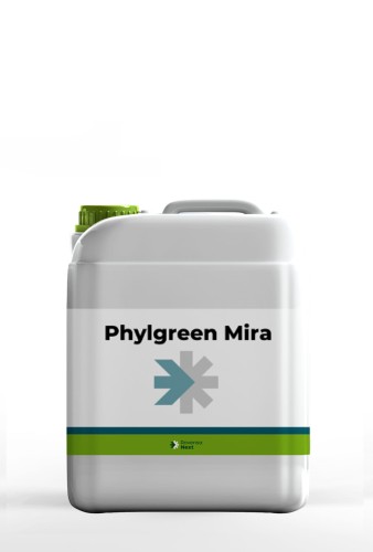 phylgreen mira5.jpg